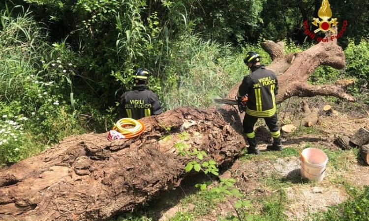 Resta schiacciato dall'albero che sta tagliando: muore un uomo