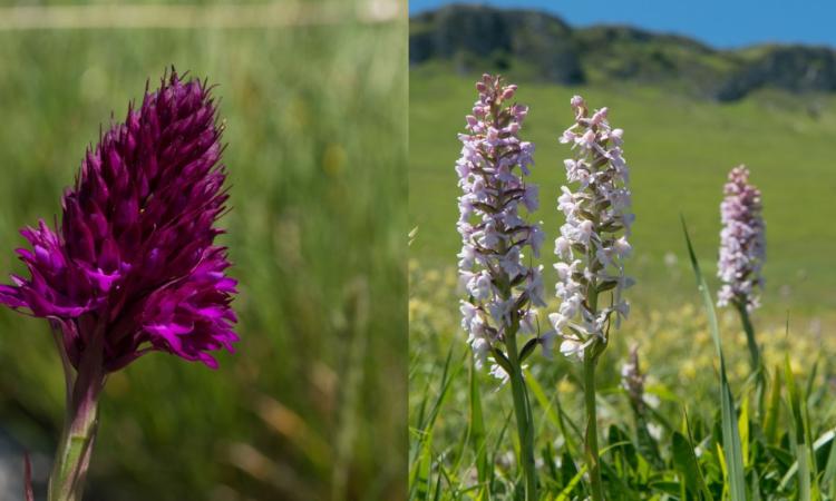 A Sassotetto "l'altra fioritura": a Sarnano weekend tra mercatini e trekking botanico