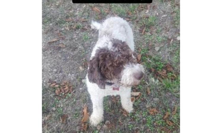 Cane smarrito a Porto Recanati: i proprietari chiedono aiuto per ritrovare Lea