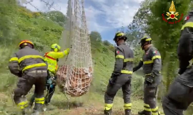 Un vitello cade in una scarpata: recuperato con l'elicottero dei vigili del fuoco (FOTO e VIDEO) Un vitello cade in una scarpata: recuperato con l'elicottero dei vigili del fuoco (FOTO e VIDEO)