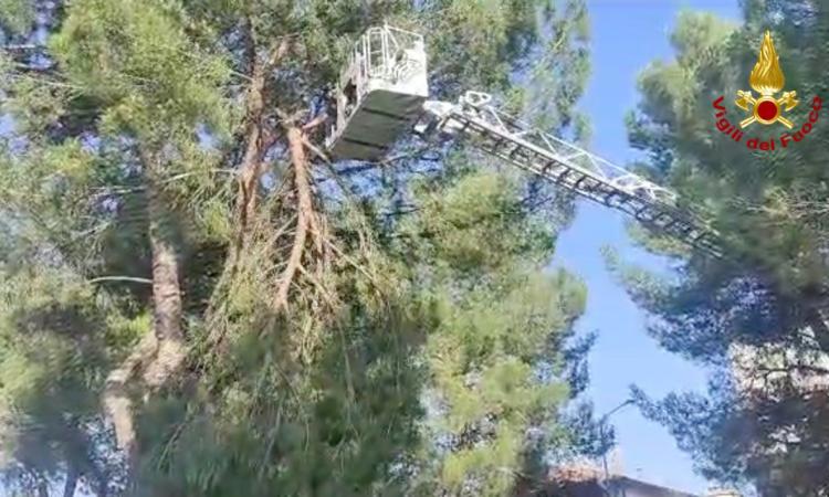 Macerata, grosso ramo si spezza al parco: intervengono i vigili del fuoco