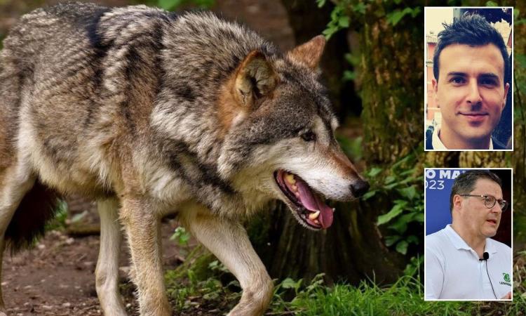 "Stop alla propaganda anti-lupo nelle Marche": Legambiente contro la PdL regionale di cattura e abbattimento "Stop alla propaganda anti-lupo nelle Marche": Legambiente contro la PdL regionale di cattura e abbattimento