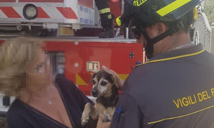 Cagnolino cade dal terrazzo: i vigili del fuoco lo recuperano Cagnolino cade dal terrazzo: i vigili del fuoco lo recuperano