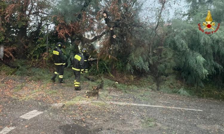 Maltempo Marche, 80 gli interventi dei vigili del fuoco nella notte: oggi l'allerta passa a gialla Maltempo Marche, 80 gli interventi dei vigili del fuoco nella notte: oggi l'allerta passa a gialla