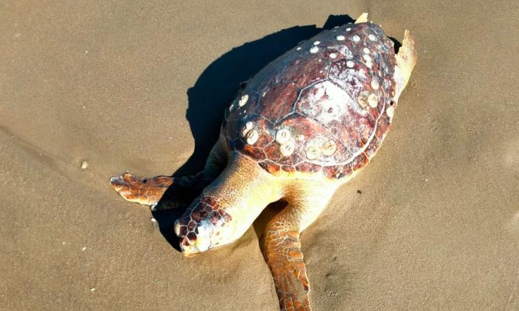 Civitanova, tartaruga Caretta-caretta trovata morta sulla spiaggia