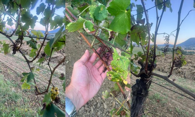 Matelica, l'inizio della vendemmia è preoccupante: "Perdite delle uve fino al 90%"