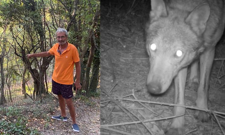 Treia, lupi fanno strage di capre a ridosso del centro storico (VIDEO)