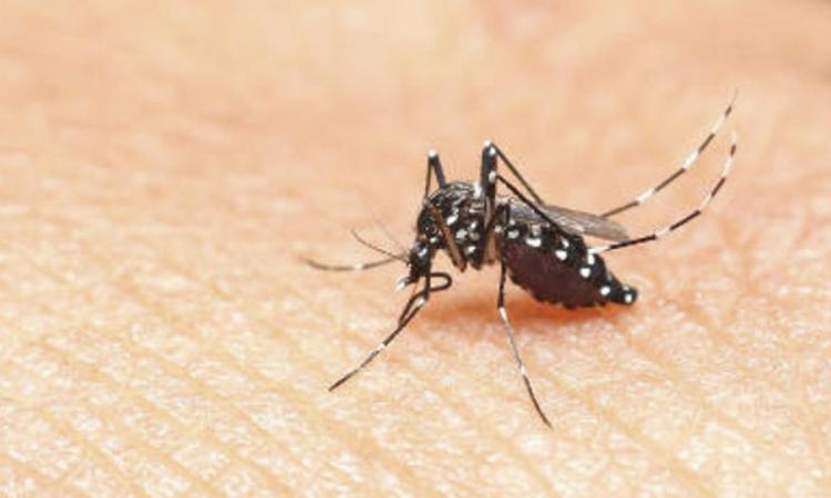 Un caso di febbre Dengue nelle Marche: scatta la disinfestazione