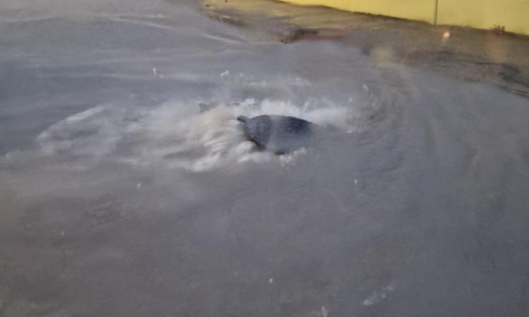 Maltempo, garage e seminterrati invasi dall'acqua, alberi caduti: San Severino fa la conta dei danni