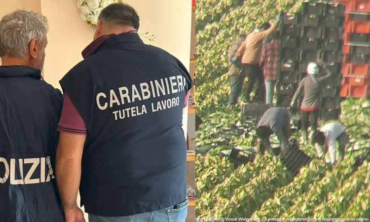 Caporalato nel Maceratese, turni massacranti anche sotto la pioggia e minacce: un arresto e azienda sequestrata