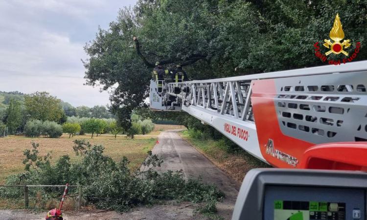 Macerata, rami pericolanti in contrada San Claudio: la strada resta chiusa