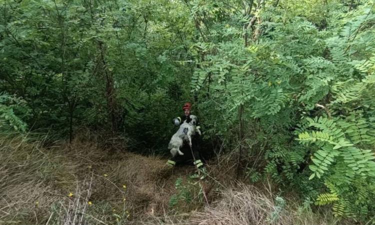 Cane precipita in un dirupo durante una battuta di caccia: provvidenziale intervento dei vigili del fuoco