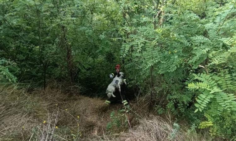 Cane precipita in un dirupo durante una battuta di caccia: provvidenziale intervento dei vigili del fuoco Cane precipita in un dirupo durante una battuta di caccia: provvidenziale intervento dei vigili del fuoco