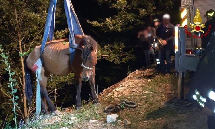 Cavallo cade nel fosso: il salvataggio dei vigili del fuoco (FOTO)