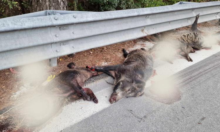 Belforte, strage di cinghiali in superstrada: un mezzo pesante li investe e poi scappa Belforte, strage di cinghiali in superstrada: un mezzo pesante li investe e poi scappa