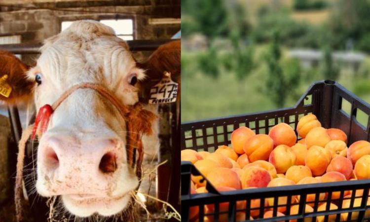 Attrarre gli under 41 in agricoltura: la regione Marche investe 22 milioni di euro