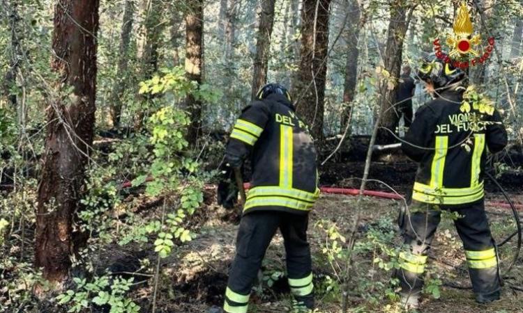 Vasto incendio in un sottobosco: in fiamme un'area di 10mila metri quadrati Vasto incendio in un sottobosco: in fiamme un'area di 10mila metri quadrati
