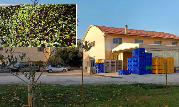Tolentino, alla scoperta del turismo dell'olio: incontro al Frantoio Giovenali Tolentino, alla scoperta del turismo dell'olio: incontro al Frantoio Giovenali