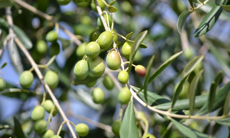 Tolentino, raccolta olive delle piante di proprietà comunale: non c'è personale, si cercano associazioni o privati