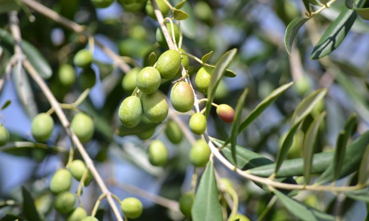 Tolentino, raccolta olive delle piante di proprietà comunale: non c'è personale, si cercano associazioni o privati Tolentino, raccolta olive delle piante di proprietà comunale: non c'è personale, si cercano associazioni o privati