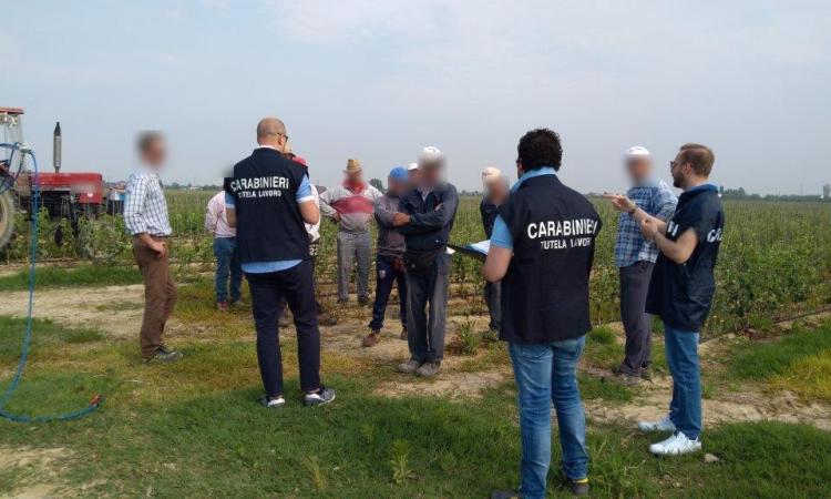 Lavoratori sfruttati nei campi e costretti a pagare per dormire in giacigli fatiscenti: tre arresti Lavoratori sfruttati nei campi e costretti a pagare per dormire in giacigli fatiscenti: tre arresti