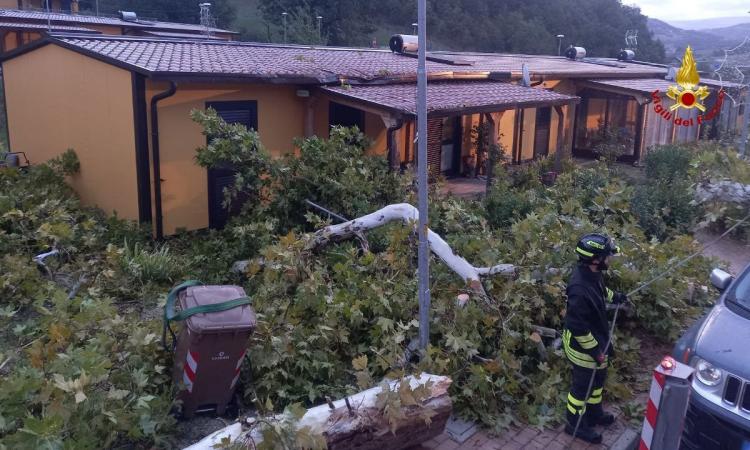 Il forte vento sferza le province di Macerata e Ancona: a Muccia albero si abbatte su una Sae