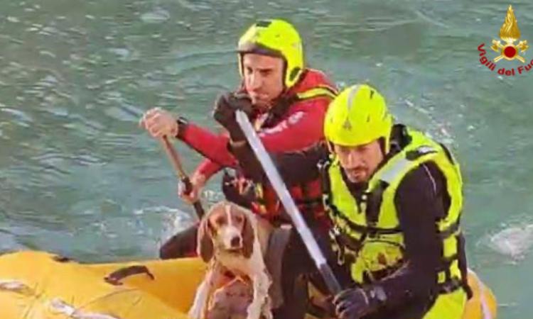 Cane scivola lungo un costone durante una battuta di caccia: salvato dai vigili del fuoco Cane scivola lungo un costone durante una battuta di caccia: salvato dai vigili del fuoco