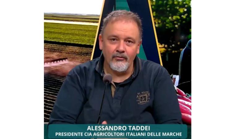 Prezzo del grano, la Cia Marche: "Stiamo perdendo 700 euro per ogni ettaro coltivato" Prezzo del grano, la Cia Marche: "Stiamo perdendo 700 euro per ogni ettaro coltivato"