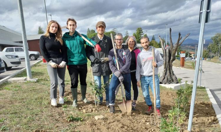 Camerino, il Sottocorte Village diventa più green: piantati siepi e alberi negli spazi esterni