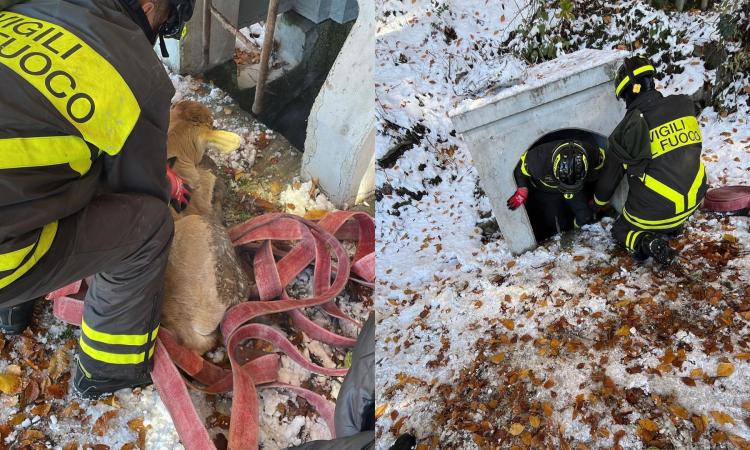 Vitellino cade in un tombino e resta intrappolato: liberato dai vigili del fuoco dopo ore di lavoro Vitellino cade in un tombino e resta intrappolato: liberato dai vigili del fuoco dopo ore di lavoro