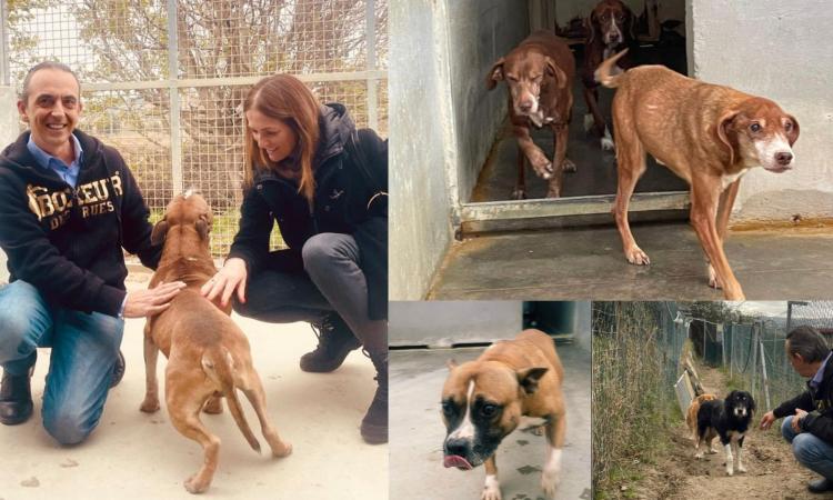 "Colleghi consiglieri, adottate un cane per Natale": l'appello di Andrea Blarasin