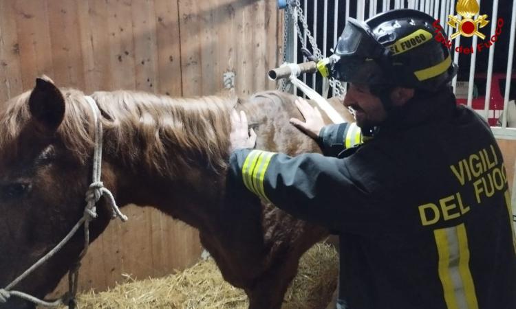 Cavalla si accascia nel suo box e non riesce a rialzarsi: ci pensano i vigili del fuoco ad aiutarla