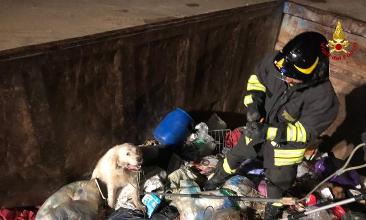 Cane finisce in un container e resta intrappolato: liberato dai vigili del fuoco (VIDEO) Cane finisce in un container e resta intrappolato: liberato dai vigili del fuoco (VIDEO)
