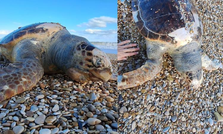 Porto Recanati, grande tartaruga Caretta-caretta trovata morta sulla spiaggia