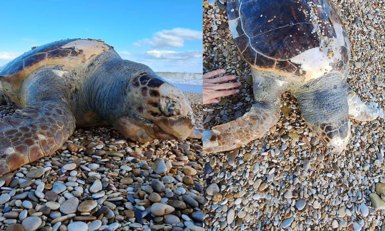 Porto Recanati, grande tartaruga Caretta-caretta trovata morta sulla spiaggia Porto Recanati, grande tartaruga Caretta-caretta trovata morta sulla spiaggia
