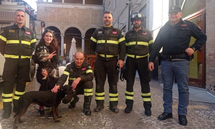 Macerata, cani fuggono di casa: allerta in piazza, vigili del fuoco e polizia li recuperano Macerata, cani fuggono di casa: allerta in piazza, vigili del fuoco e polizia li recuperano