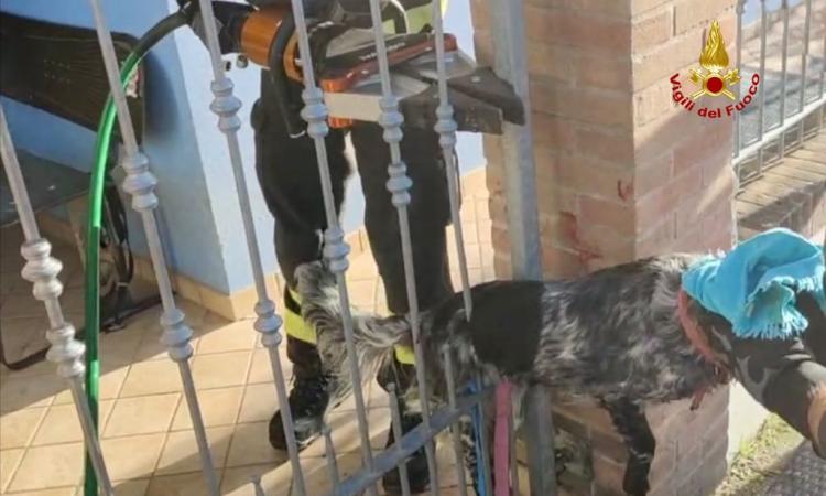 Treia, cane resta bloccato tra le sbarre della recinzione: liberato dai vigili del fuoco Treia, cane resta bloccato tra le sbarre della recinzione: liberato dai vigili del fuoco