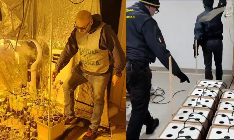 Civitanova, sequestrati 850 grammi e 216 piantine di marijuana: 31enne agli arresti domiciliari