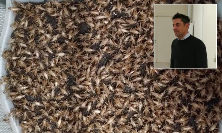 Farina di grillo, la prima azienda italiana autorizzata per la filiera è la Nutrinsect di Montecassiano
