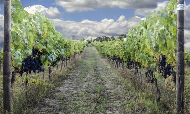 Macerata, Istituto Agrario: tornano i corsi di cura del verde per adulti Macerata, Istituto Agrario: tornano i corsi di cura del verde per adulti