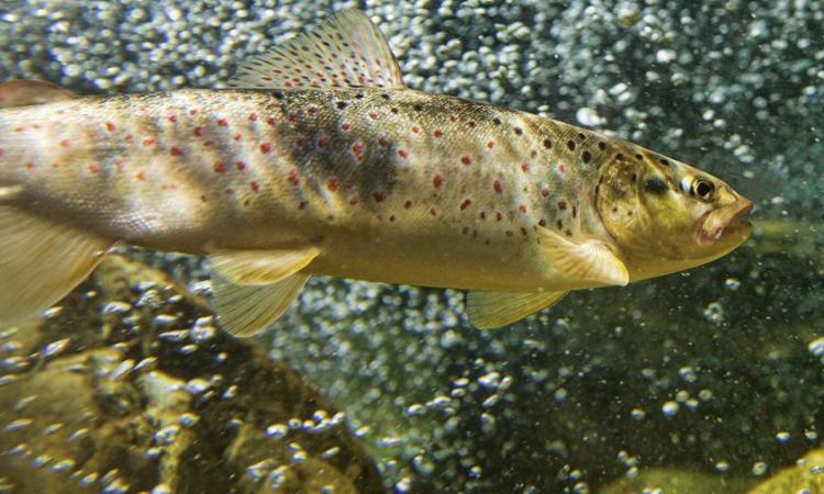Marche, Legambiente boccia il calendario di pesca 2024: "A rischio tutela fauna ittica" Marche, Legambiente boccia il calendario di pesca 2024: "A rischio tutela fauna ittica"
