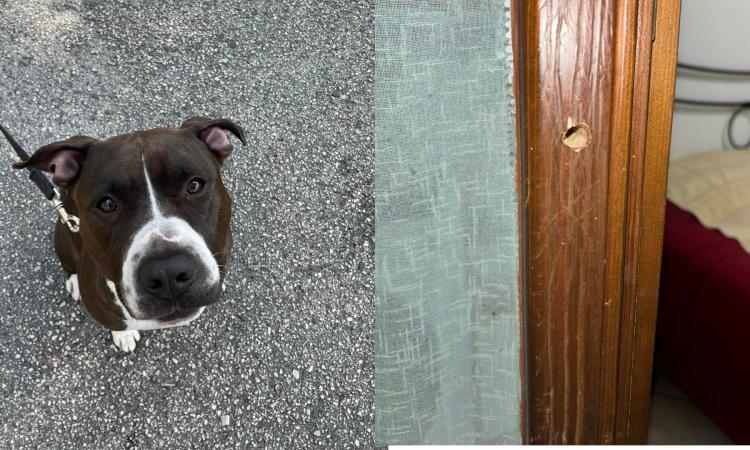 Tentano furto in un'abitazione, ladri messi in fuga dal cane Tentano furto in un'abitazione, ladri messi in fuga dal cane