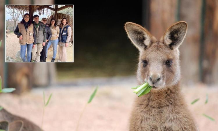 Al Parco Zoo di Falconara arrivano i canguri: "Presenza importante per parlare dell'ecosistema australiano" Al Parco Zoo di Falconara arrivano i canguri: "Presenza importante per parlare dell'ecosistema australiano"