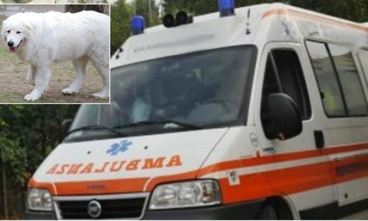 Aggredita dal proprio cane sotto gli occhi del marito: muore una donna Aggredita dal proprio cane sotto gli occhi del marito: muore una donna