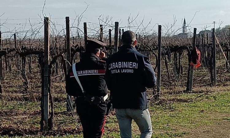 Caporalato nel Maceratese: in un anno denunciati otto imprenditori, oltre 80 i lavoratori sfruttati Caporalato nel Maceratese: in un anno denunciati otto imprenditori, oltre 80 i lavoratori sfruttati