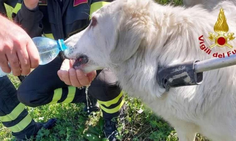 Cane rimane intrappolato: salvato dai vigili del fuoco Cane rimane intrappolato: salvato dai vigili del fuoco