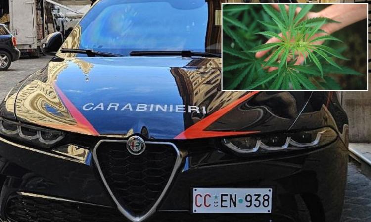 Corridonia, una serra per coltivare cannabis in casa: denunciato 42enne