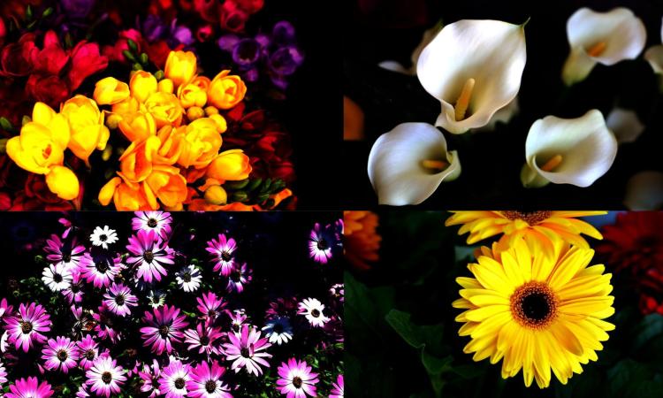 La primavera e i suoi fiori, dal garofano verde al convolvolo: ecco i più ricercati nei vivai e dai fioristi (FOTO) La primavera e i suoi fiori, dal garofano verde al convolvolo: ecco i più ricercati nei vivai e dai fioristi (FOTO)
