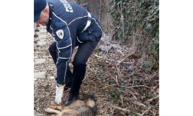 Travolta e uccisa lungo la strada: investimento fatale per una lupa Travolta e uccisa lungo la strada: investimento fatale per una lupa