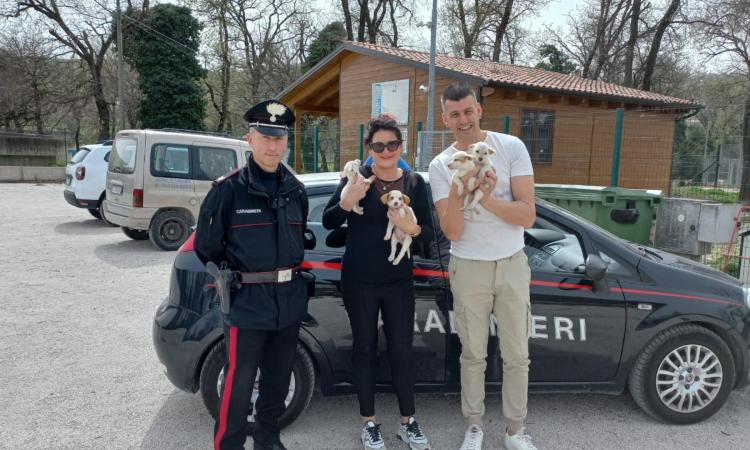 Tolentino, cinque cuccioli abbandonati in superstrada: salvati dai carabinieri Tolentino, cinque cuccioli abbandonati in superstrada: salvati dai carabinieri
